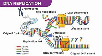 Image result for RNA vs DNA Polymerase