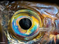 Image result for Realistic Fish Eyes
