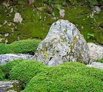 Image result for Rock with Moss