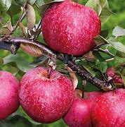 Image result for Malus domestica President Roulin