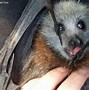 Image result for Flying Fox Pet