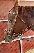 Image result for Bits for Horses