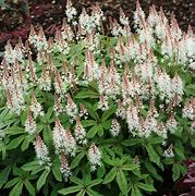 Image result for Tiarella Spring Symphony