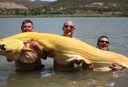Image result for Biggest Pet Fish in the World