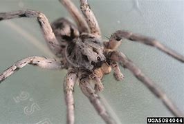 Image result for Big Wolf Spider