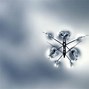Image result for Flying Water Bugs