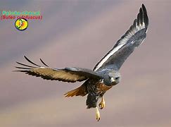 Image result for Buteo rufofuscus