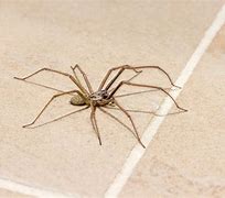 Image result for Common UK Spiders