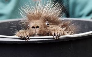 Image result for Funny Porcupine