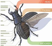 Image result for Insect Face Anatomy