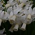 Image result for Narcissus Emcys