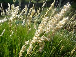 Image result for Melica ciliata