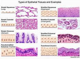 Image result for Lumen Epithelial Tissue