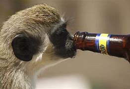 Image result for Monkey Drinking Baja Blast