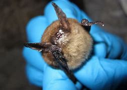 Image result for Pet White Bat