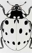Image result for Easy Draw Insects