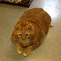Image result for Biggest Cat Ever Found in the World