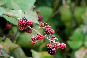 Image result for Red BlackBerry to Ripe