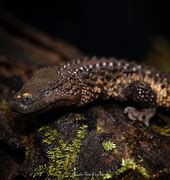 Image result for Earless Monitor Lizard