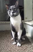 Image result for Cat with Moustache Smiling Meme