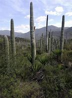 Image result for Oaxaca Cactus Forest