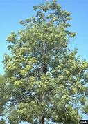 Image result for Fraxinus SPP