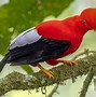 Image result for gallito