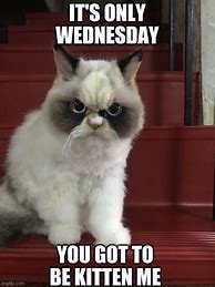 Image result for Wednesday Cat Meme