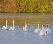 Image result for 7 Swans Swimmingg