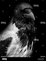 Image result for Crow Face