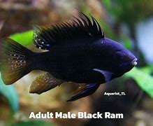 Image result for Dark Knight Ram Fish