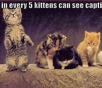 Image result for Cute Kittens with Funny Quotes