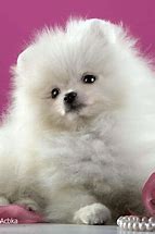 Image result for Cute Teddy Bear Pomeranian Puppies