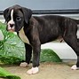 Image result for Boxer Puppies Breed