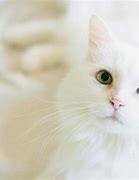 Image result for White Cat Fur