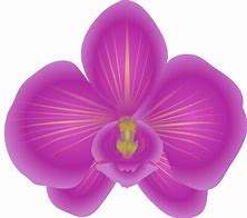 Image result for Purple Orchid Flower Clip Art