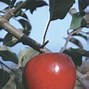 Image result for Red Jonathan Apple