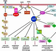 Image result for PIK3CA Pathway