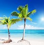 Image result for Beach Sunset Palm Tree