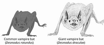 Image result for Giant Dracula Bat