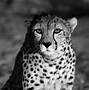 Image result for Black Cheetah Background