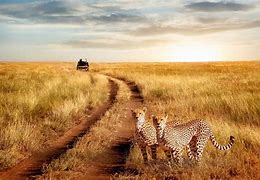 Image result for Kenya Tanzania Safari