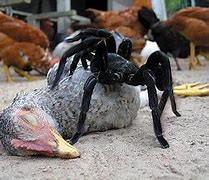 Image result for Bird Eating Spider Web