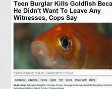 Image result for Headline Funny Newspaper Articles