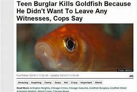 Image result for Funny News Headlines Humor