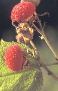 Image result for Rubus odoratus