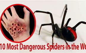 Image result for Top 10 Most Dangerous Spiders