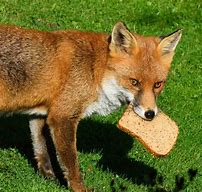 Image result for Cherry Red Fox