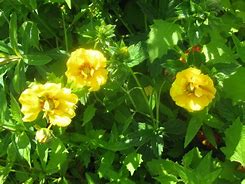 Image result for Potentilla Yellow Queen
