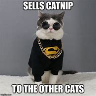 Image result for Cat Stock Meme